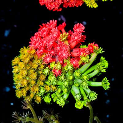 Goniopora Sp. Garden Mix