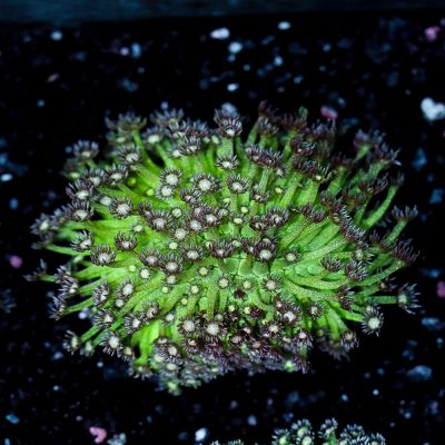 Goniopora Sp. Glitter