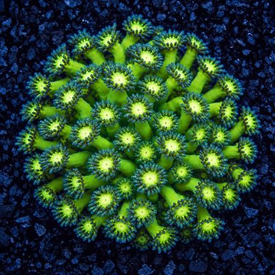 Goniopora Sp. Green Purple