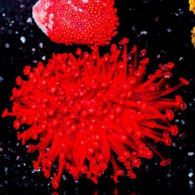 Goniopora Sp. Red