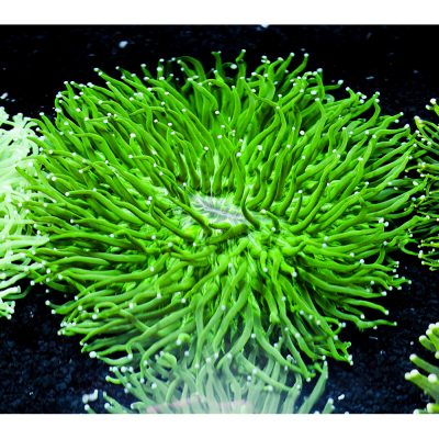 Heliofungia Actiniformis Green Mix