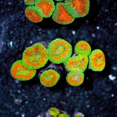 Lobophyllia Sp. Grade A