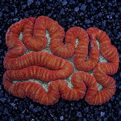 Lobophyllia Sp. Grade B