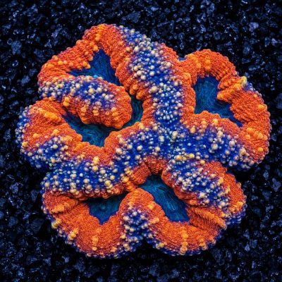 Lobophyllia Sp. Rainbow