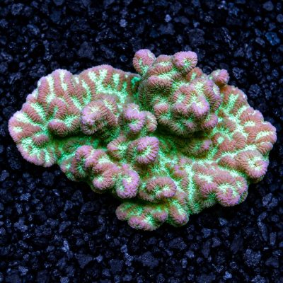 Merulina Ampliata