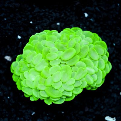 Plerogyra Sinuosa Green