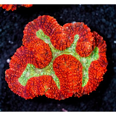 Symphyllia Sp. Grade A Mix