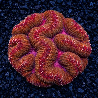 Symphyllia Sp. Grade B Mix