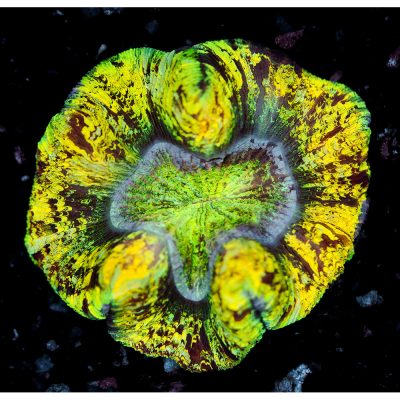 Trachyphyllia Geoffroyi Grade A