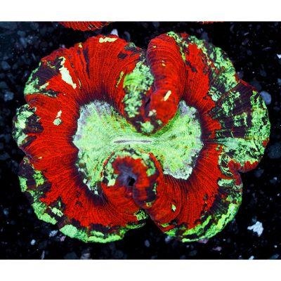 Trachyphyllia Geoffroyi Grade B