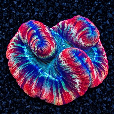 Trachyphyllia Geoffroyi Rainbow