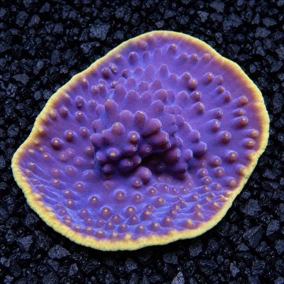 Turbinaria Sp.