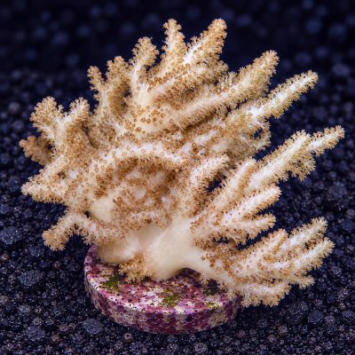 Cladiella Sp.