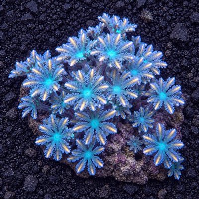 Clavularia Sp.