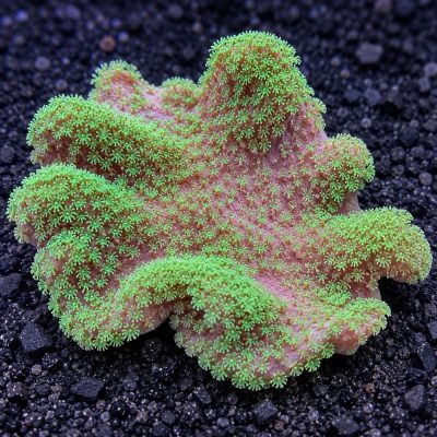 Lobophytum Sp.