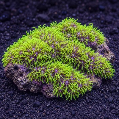Pachyclavularia Sp.