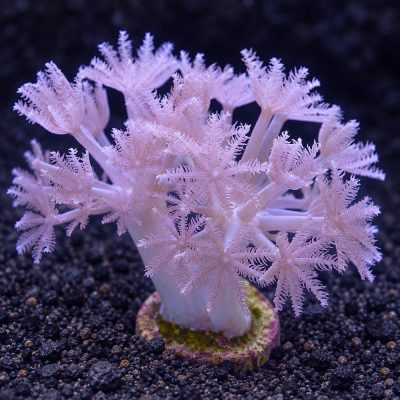 Xenia Sp.