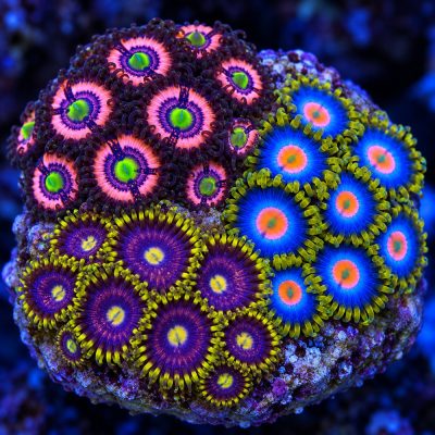 Zoanthus Sp.