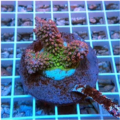 Acropora Abrotanoides
