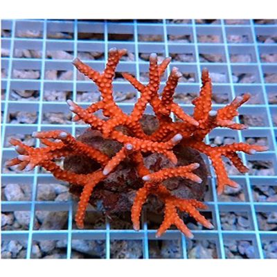 Anacropora Sp.