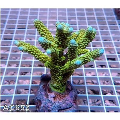 Acropora Aspera