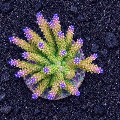 Acropora Divaricata