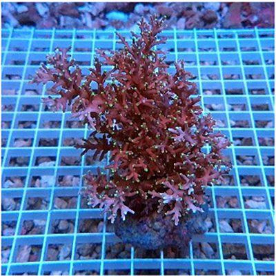 Acropora Echinata