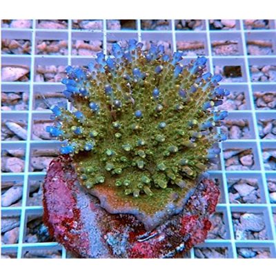 Acropora Efflorescens