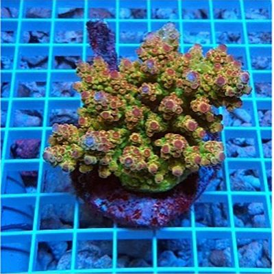 Acropora Florida