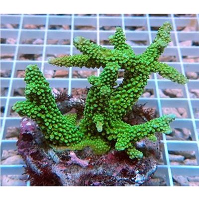 Acropora Formosa