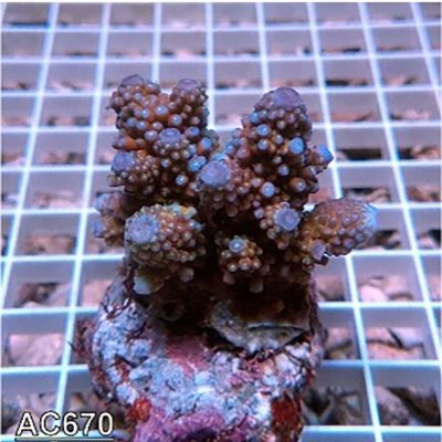 Acropora Gemmifera