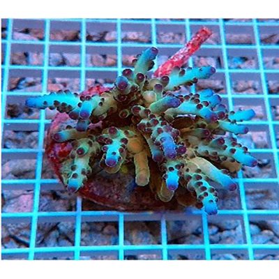 Acropora Granulosa