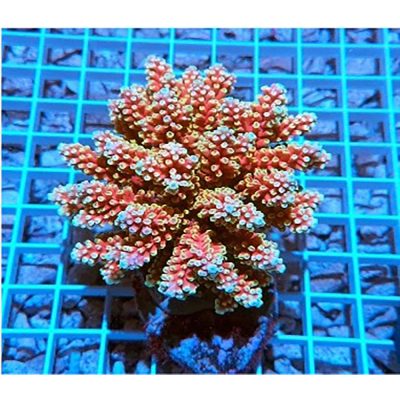 Acropora Hoeksemai