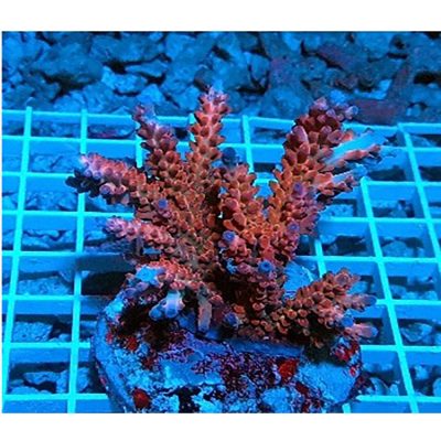Acropora Horrida