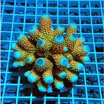Acropora Humilis