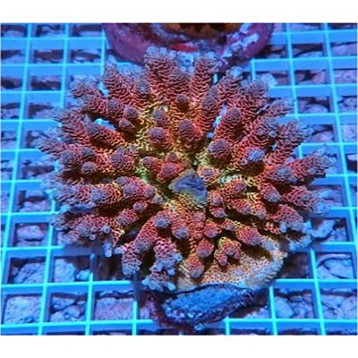 Acropora Hyacinthus