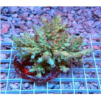 Acropora Loripes