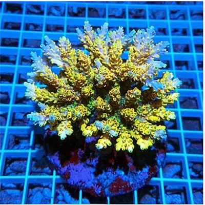 Acropora Microlados Pikachu