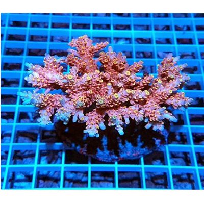 Acropora Microlados