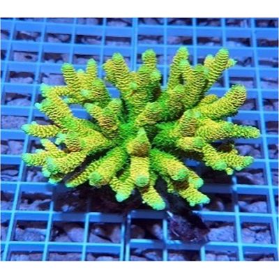 Acropora Millepora