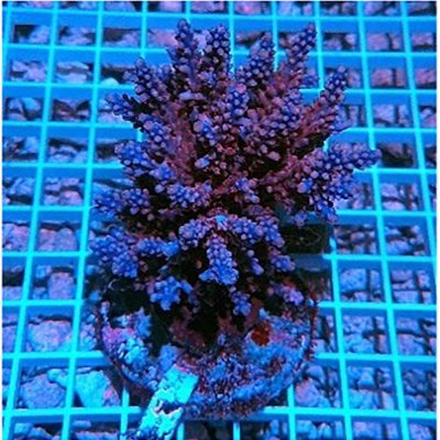 Acropora Nana