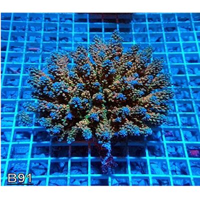 Acropora Nasuta