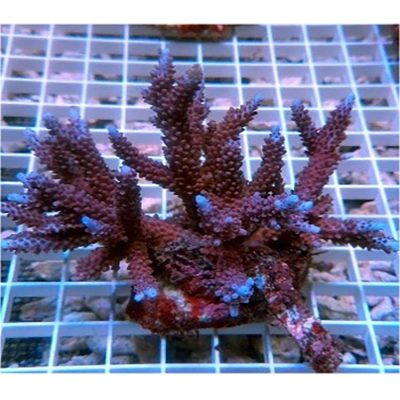 Acropora Parilis