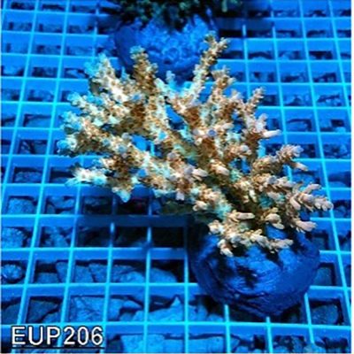 Acropora Plana