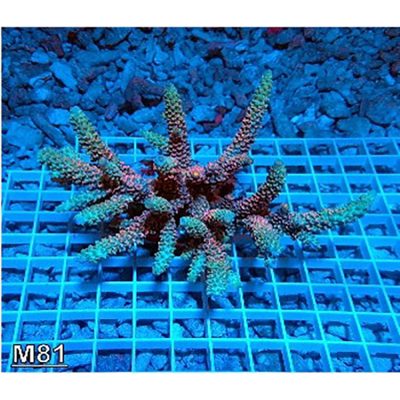 Acropora Pulchra