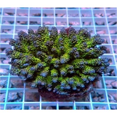 Acropora Secale