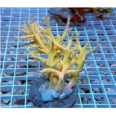 Acropora Suharsonoi