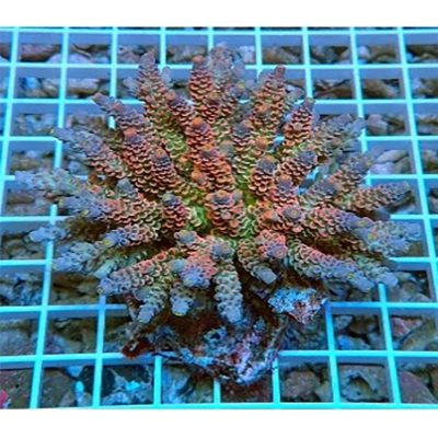 Acropora Tenuis