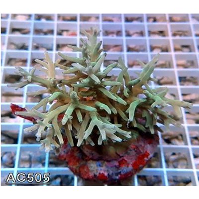 Acropora Turaki