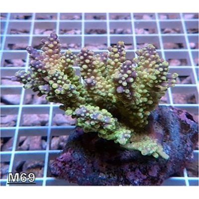 Acropora Valida